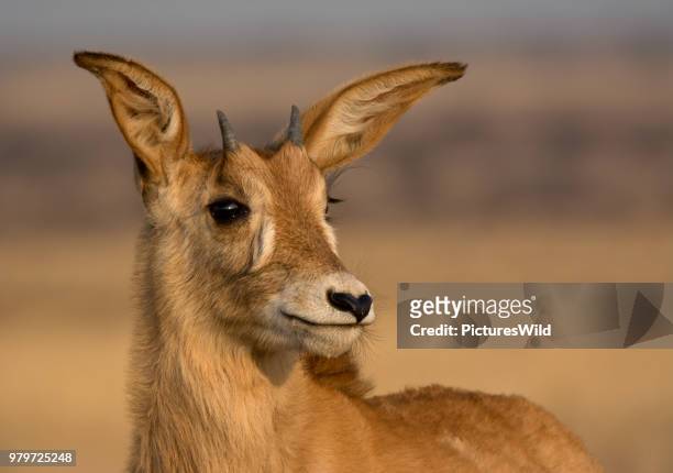 ain't i beautiful? - defassa waterbuck stock pictures, royalty-free photos & images