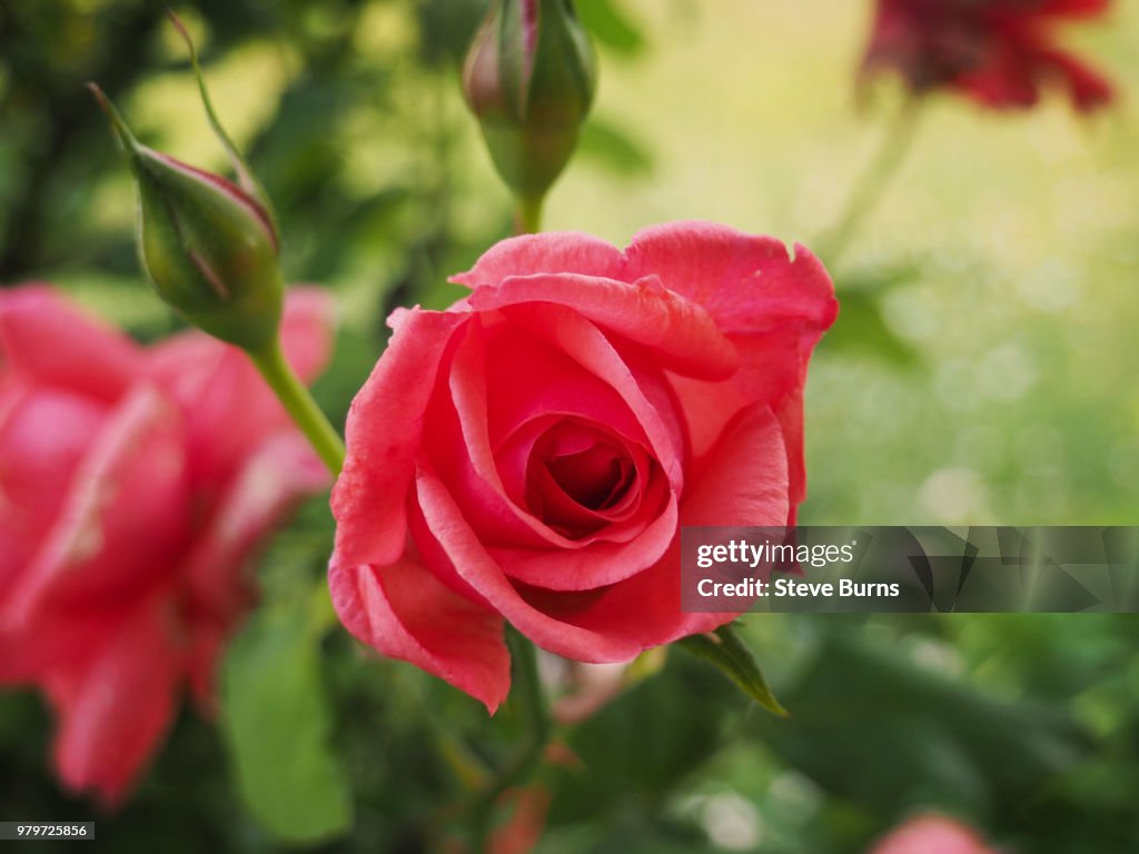A Blooming Rose