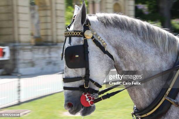 cavalo de charrete 3 - cavalo stock pictures, royalty-free photos & images