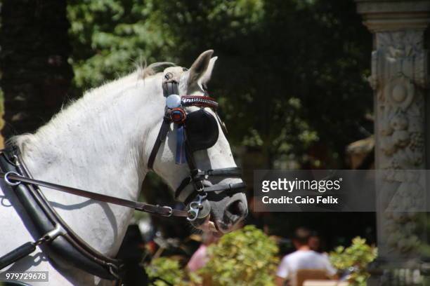 cavalo de charrete 2 - cavalo stock-fotos und bilder
