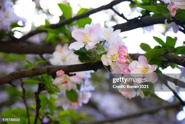 midget crabapple - midget ストックフォトと画像