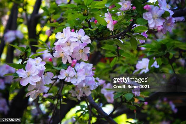 midget crabapple - midget stock pictures, royalty-free photos & images