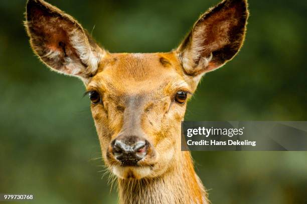 Hert Rabbit Hert Photos and Premium High Res Pictures - Getty Images