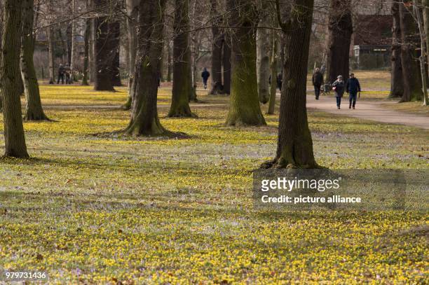 March 2018, Germany, Dresden: Pedestrians walk along a meadow with winter aconites and crocusses at the Volkspar Grosser Garten. Photo: Sebastian...
