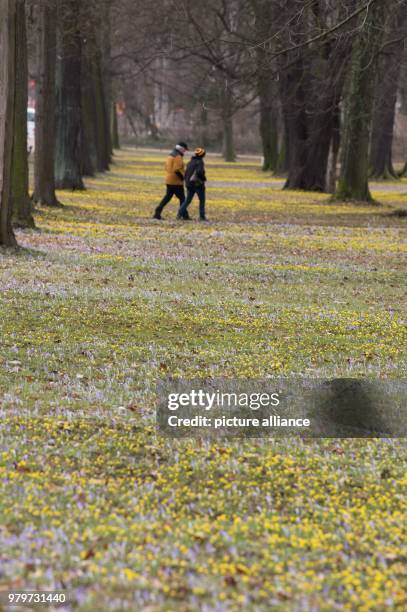 March 2018, Germany, Dresden: Pedestrians walk along a meadow with winter aconites and crocusses at the Volkspar Grosser Garten. Photo: Sebastian...