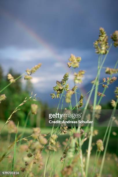 rainbow - schnuller stock pictures, royalty-free photos & images