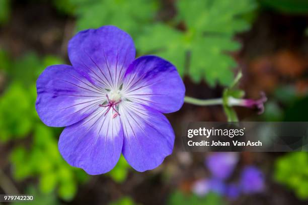 geranium rozanne - geranium rozanne stock pictures, royalty-free photos & images
