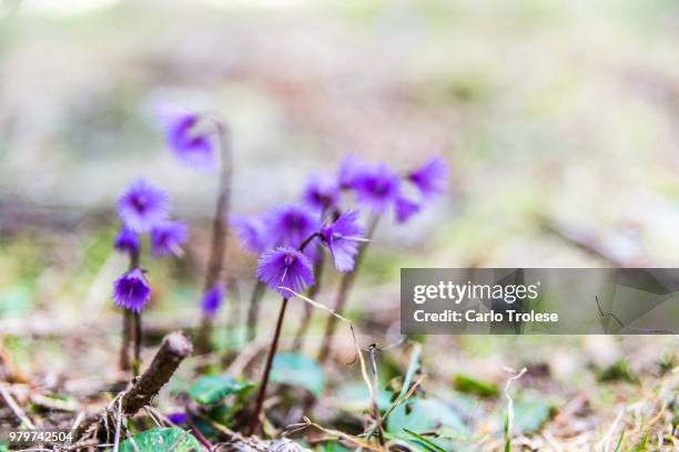 soldanella alpina - soldanella stock pictures, royalty-free photos & images