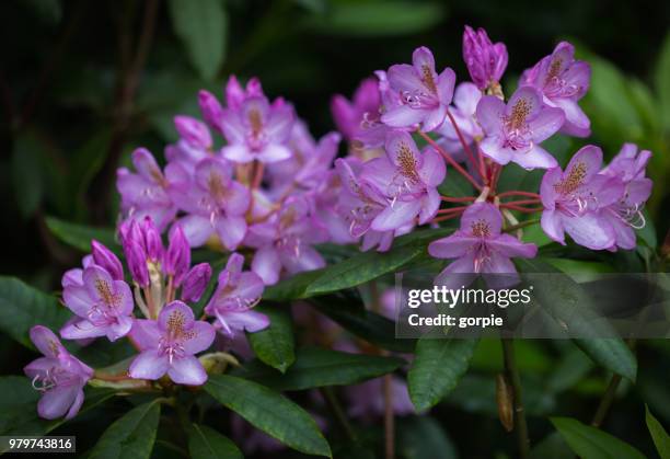 pontic rhododendron (rhododendron ponticum) in bloom, boekesteyn, graveland, netherlands - rhododendron stock-fotos und bilder
