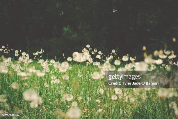dandelions in backyard, tallahassee, florida, usa - tallahassee fotografías e imágenes de stock