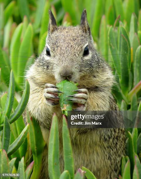squirrel eating ice plant, margo dodd park, pismo beach, california, usa - barrilha imagens e fotografias de stock