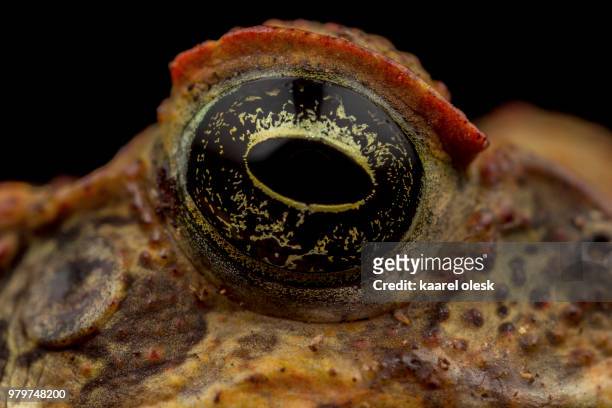 cane toad - cane toad - fotografias e filmes do acervo