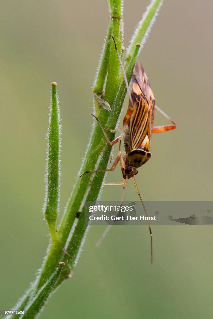 Grasshopper perching on stem, Netherlands