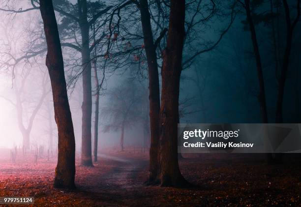 forest in fog at night - spooky fog stock pictures, royalty-free photos & images