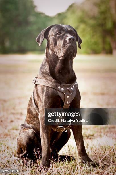 cane corso italiano - italiano stock pictures, royalty-free photos & images