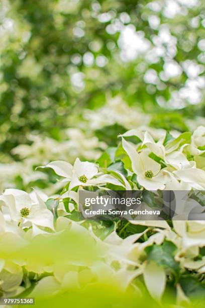 kousa dogwood - kousa dogwood fotografías e imágenes de stock