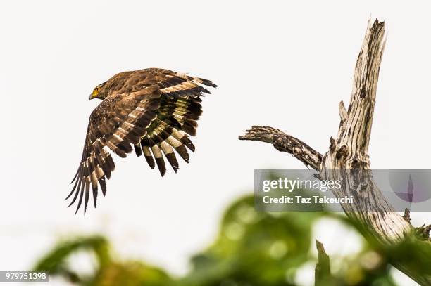 crested serpent eagle taking off from branch, iriomote island, yaeyama, okinawa, japan - yaeyama islands stock pictures, royalty-free photos & images