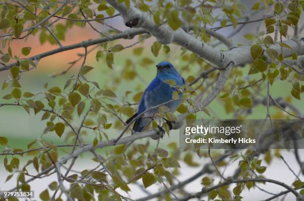 sitting pretty - indigo bunting stock pictures, royalty-free photos & images