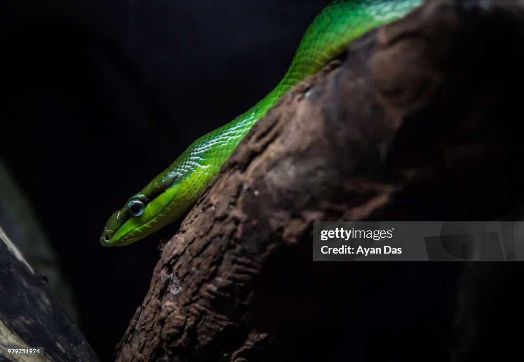 Rough Green Snake