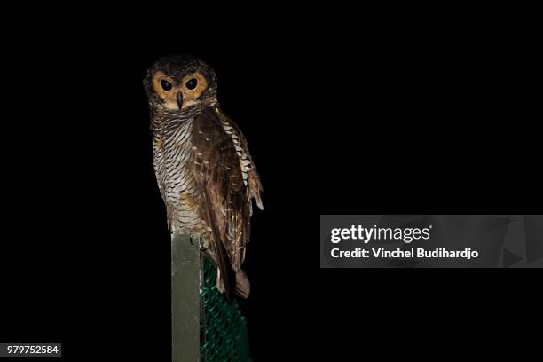 spotted wood-owl - spotted owl stock pictures, royalty-free photos & images