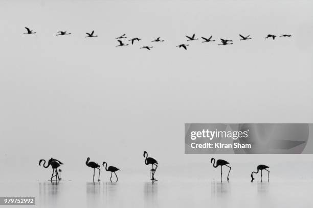 flamingo-scape - mangalore stockfoto's en -beelden