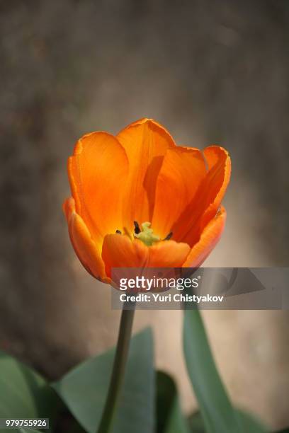 tulip "prinses irene - prinses imagens e fotografias de stock