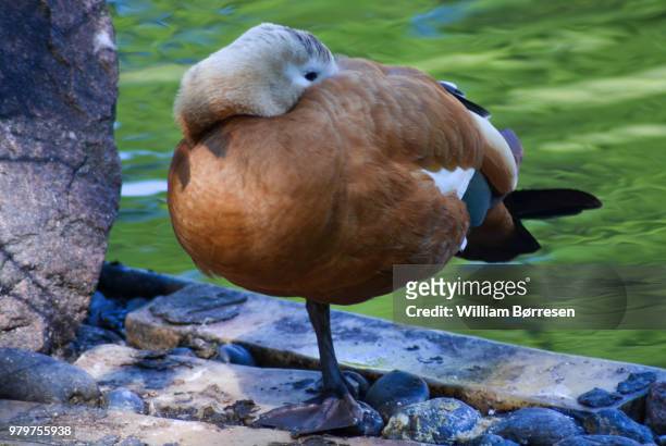 duck - ruddy shelduck stock pictures, royalty-free photos & images