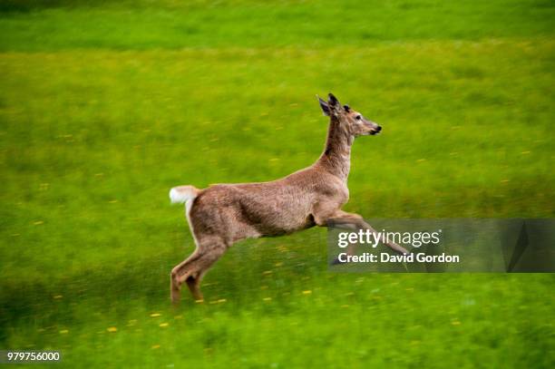 spring white tail deer - white tail buck stock-fotos und bilder