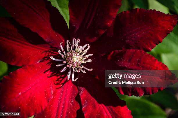 156 Red Clematis Stock Photos, High-Res Pictures, and Images - Getty Images