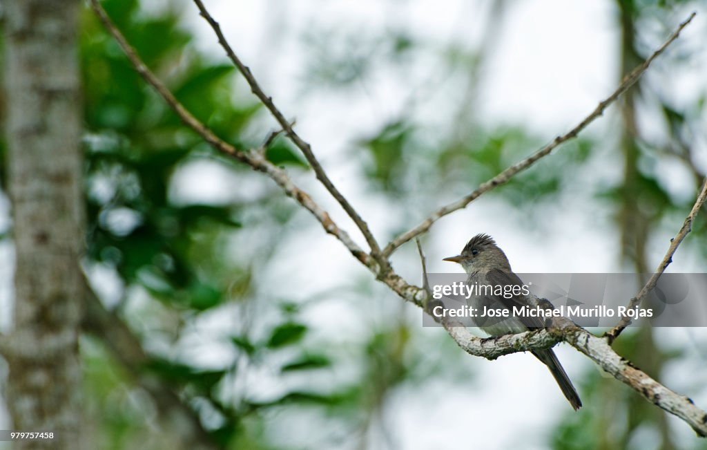 Eastern Wood-Pewee