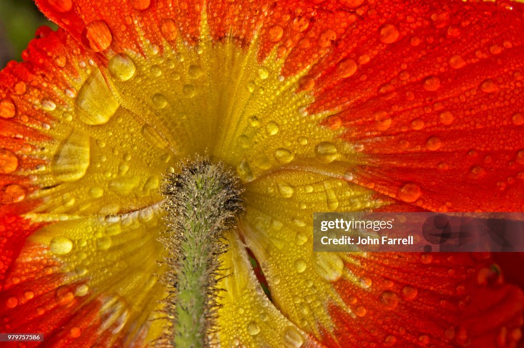Liquid Fire Poppy and Morning Dew