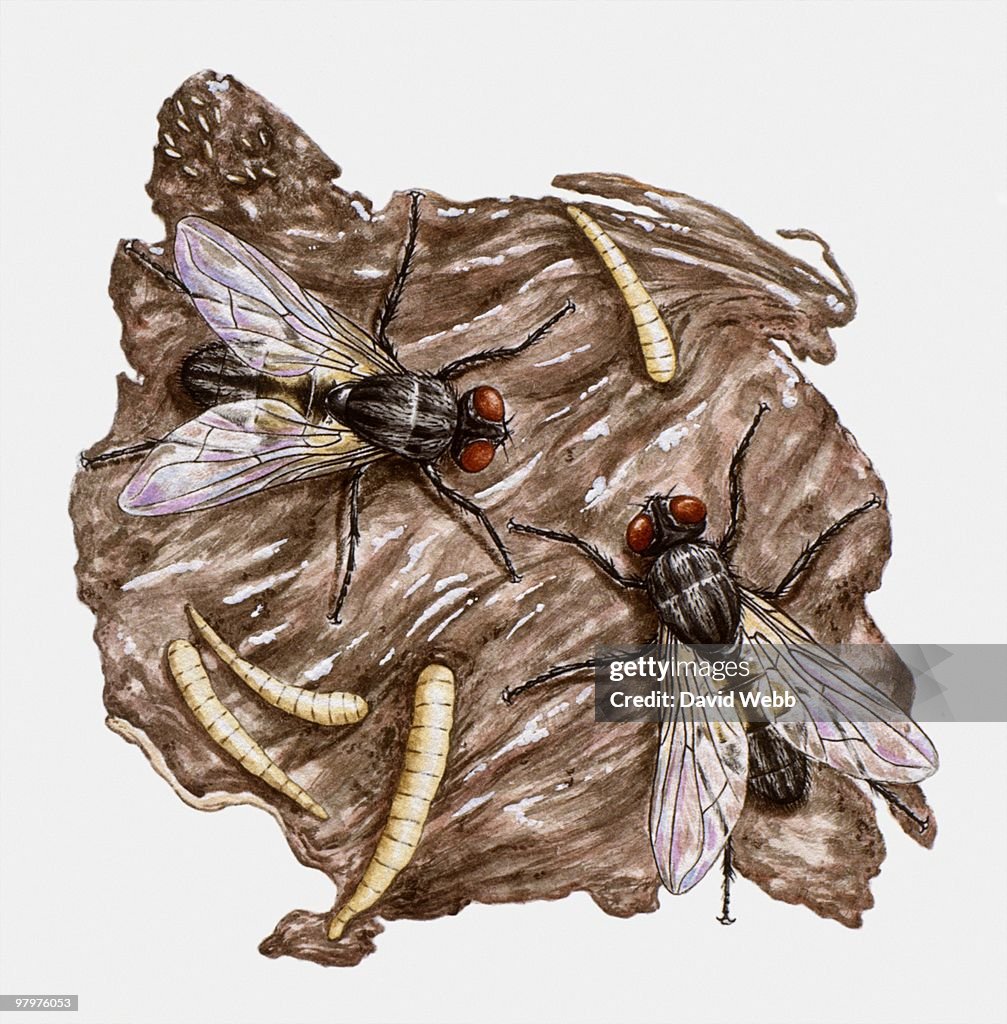 Illustration Of Common Housefly And Maggots On Rotting Meat High