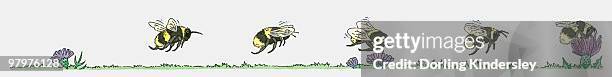 sequence of illustrations showing bumblebee flying toward flower and collecting pollen - bumblebee white background stock illustrations