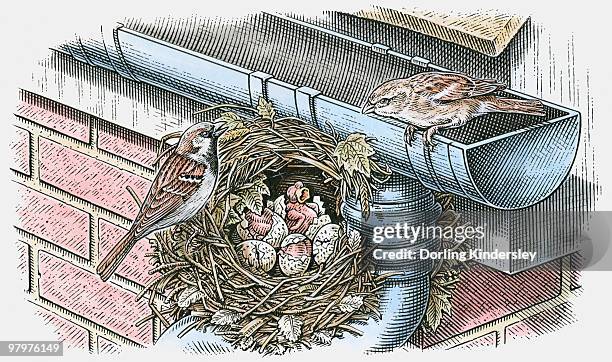 Nested Gutter Bird Nest Gutter Photos and Premium High Res Pictures - Getty Images