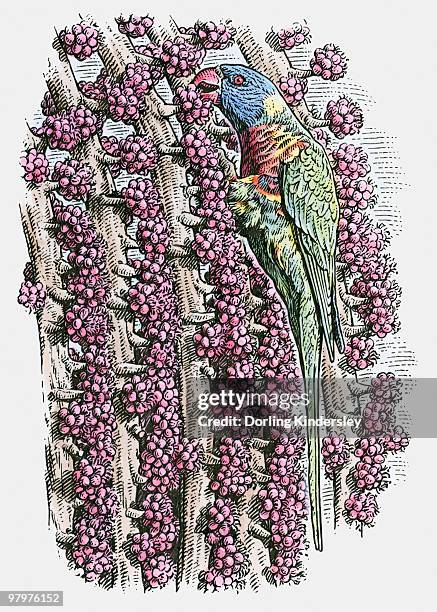 illustration of rainbow lorikeet, (trichoglossus haematodus) feeding on fruit - rainbow lorikeet stock illustrations