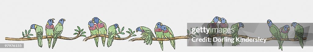 Illustration of Rainbow Lorikeets (Trichoglossus haematodus) perching branches