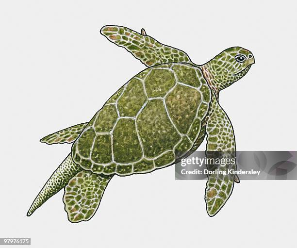 illustration of green turtle (chelonia mydas) - green turtle点のイラスト素材／クリップアート素材／マンガ素材／アイコン素材