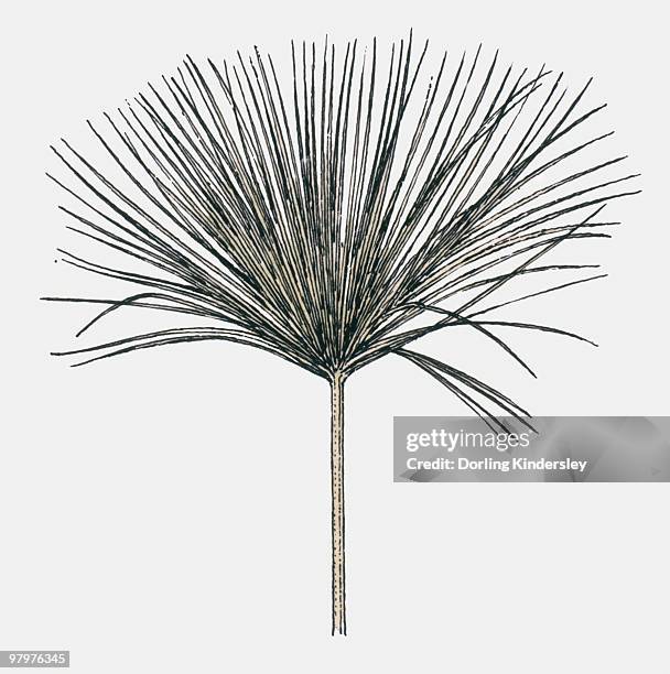 stockillustraties, clipart, cartoons en iconen met black and white illustration of cyperus papyrus (papyrus sedge or paper reed) - papyrusriet