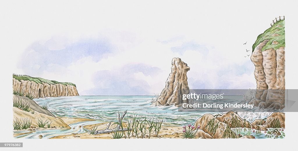 Coastline showing sand dunes, rock stack, saltmarsh flowers, tide pools and clifftop turf