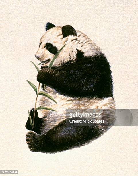 stockillustraties, clipart, cartoons en iconen met illustration of giant panda (ailuropoda melanoleuca) feeding on bamboo shoot - queen sofia attends official act for the conservation of giant panda bears