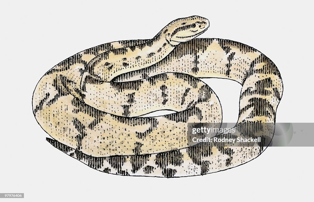 Illustration South American Bushmaster (Lachesis muta) venomous snake
