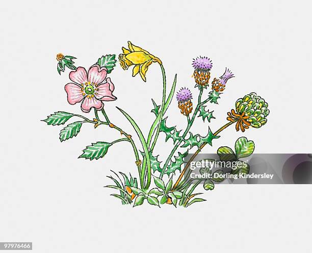 illustration of english rose, welsh leek, daffodil, scottish thistle and irish shamrock or clover - thistle stock illustrations