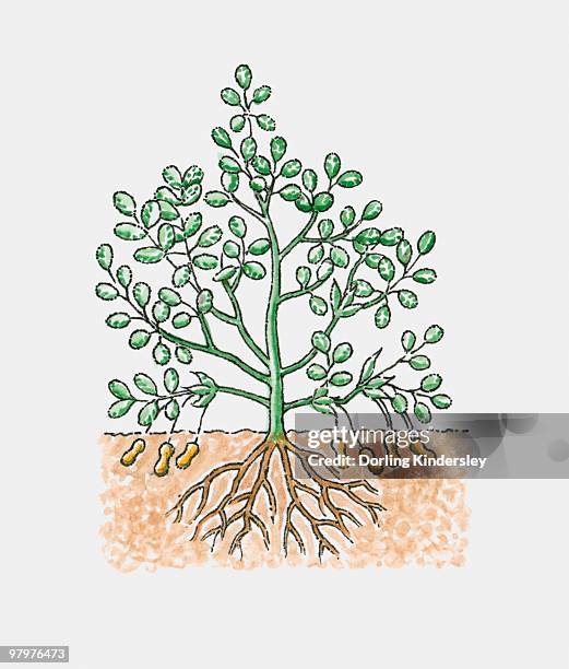 illustration of peanut, or groundnut (arachis hypogaea), plant, showing peanut pods under the ground - legumes aquarelle stock-grafiken, -clipart, -cartoons und -symbole