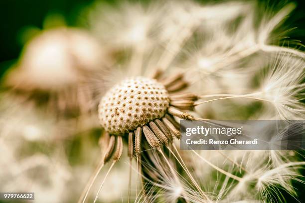 balding - renzo gherardi stock pictures, royalty-free photos & images