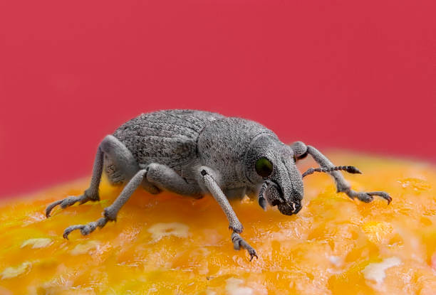 Caesar Bug 1,742 Little Cesar Stock Photos, High-Res Pictures, and Images - Getty ...