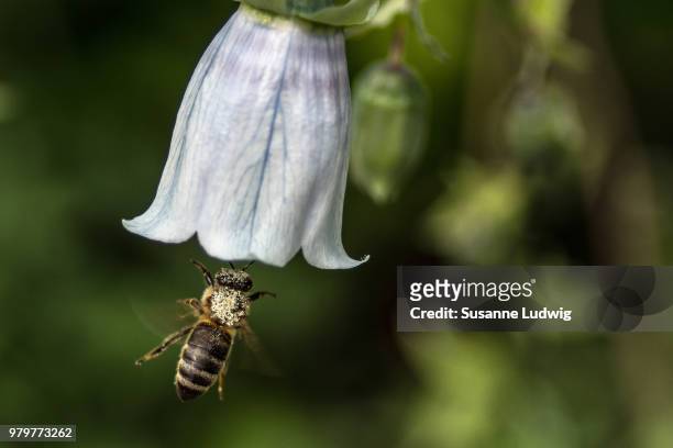 close-up of bee (anthophila) pollinating bellflower (codonopsis ovata) - ovata stock pictures, royalty-free photos & images