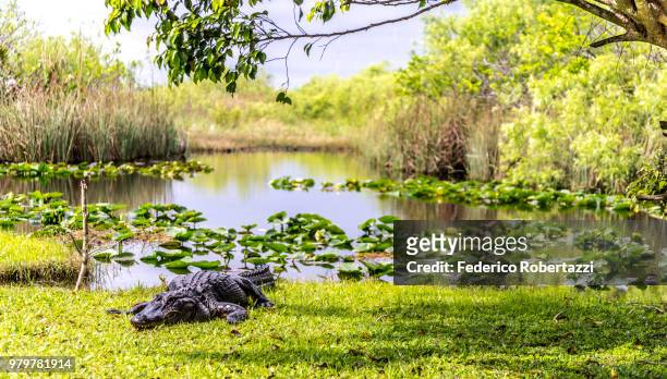 crocodile on lakeshore, everglades, florida, usa - parque nacional everglades fotografías e imágenes de stock