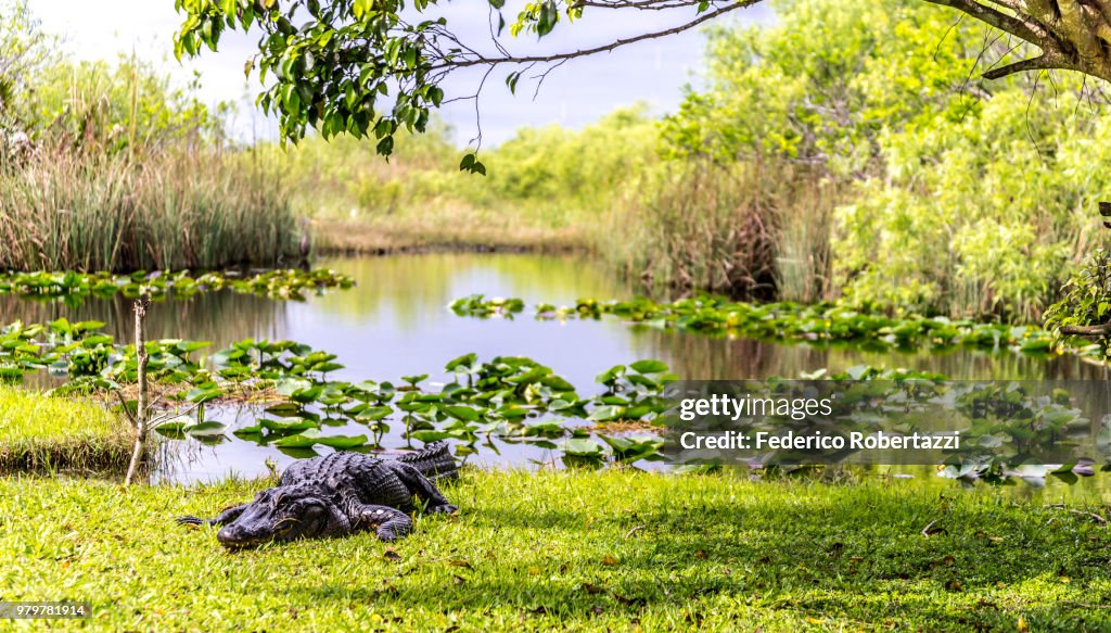 Crocodile on lakeshore, Everglades, Florida, USA