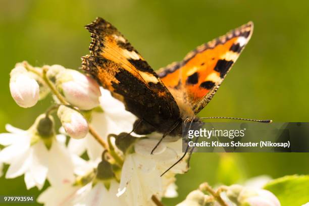 butterfly - mariposa numerada fotografías e imágenes de stock