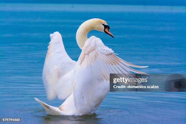 goodbye feather! - scalzo stockfoto's en -beelden